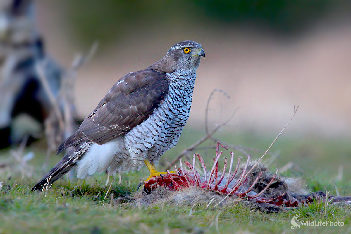 Jastrab lesný (Dominik Kalata)