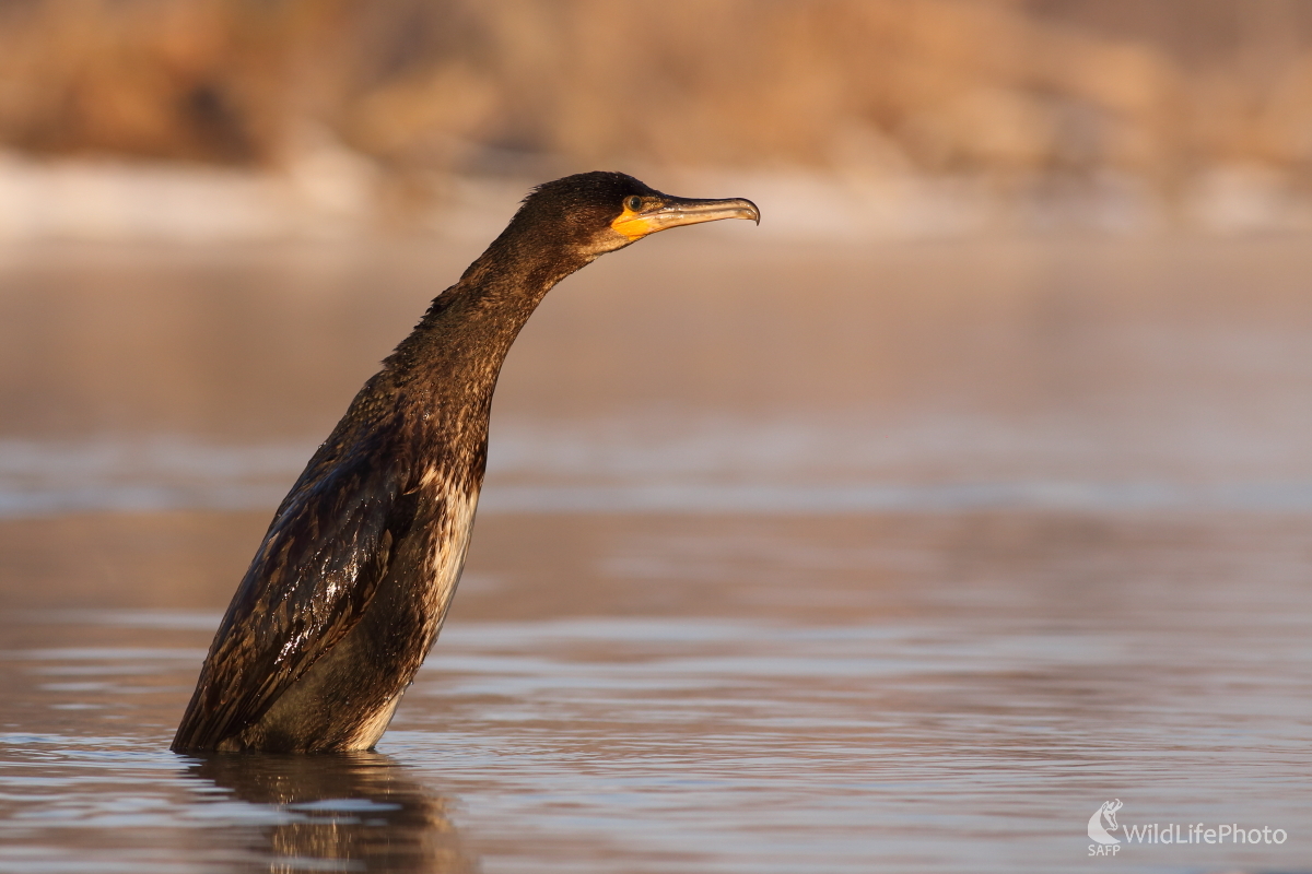 Prieskumník (Jaroslav Šubjak)