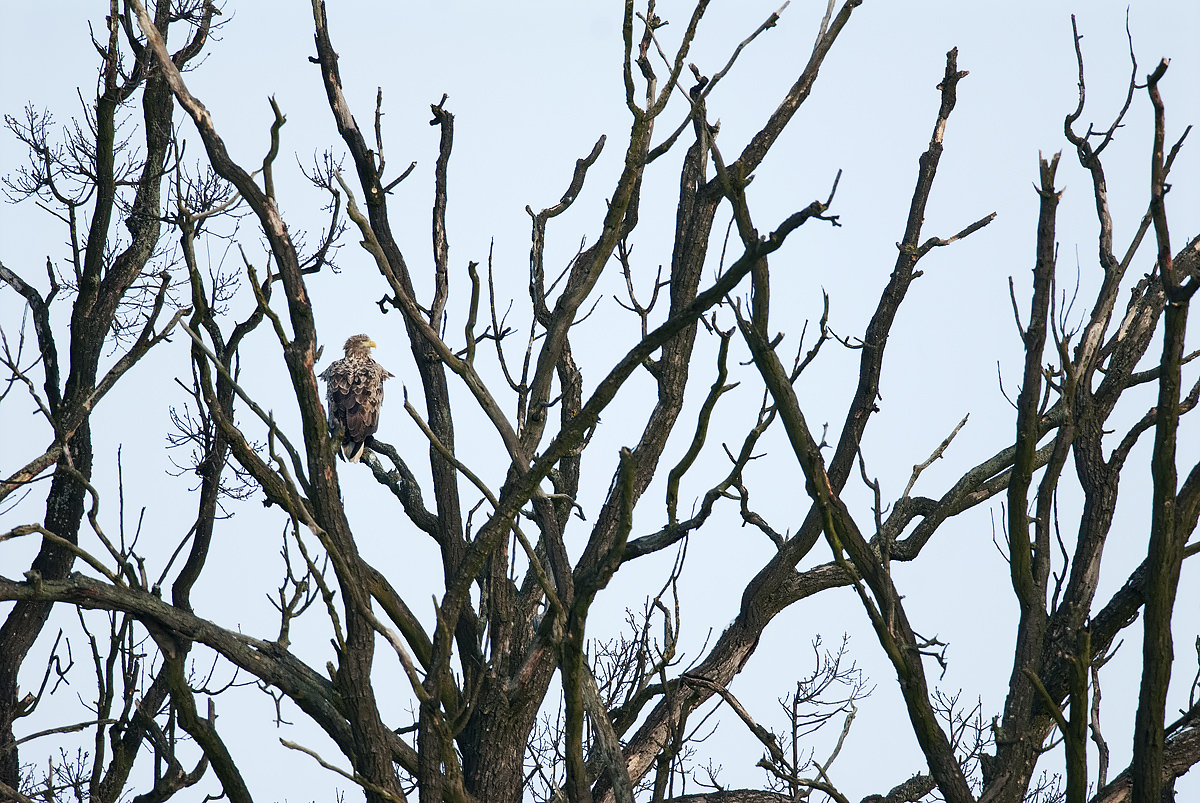 Malý obor (Peter Fodor)