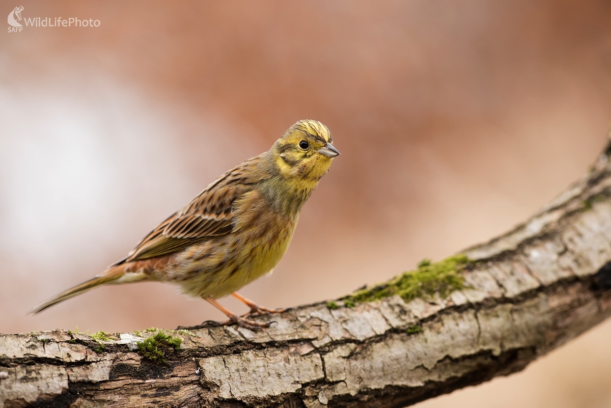 Zvedavec (Ľubomír Ondráško)