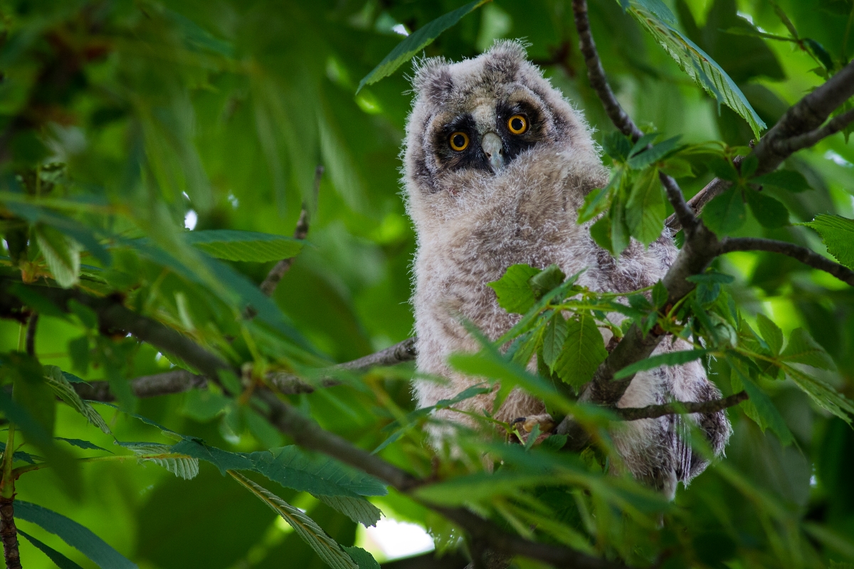 Myšiarka ušatá (Asio Otus) (Marián Maňúr)