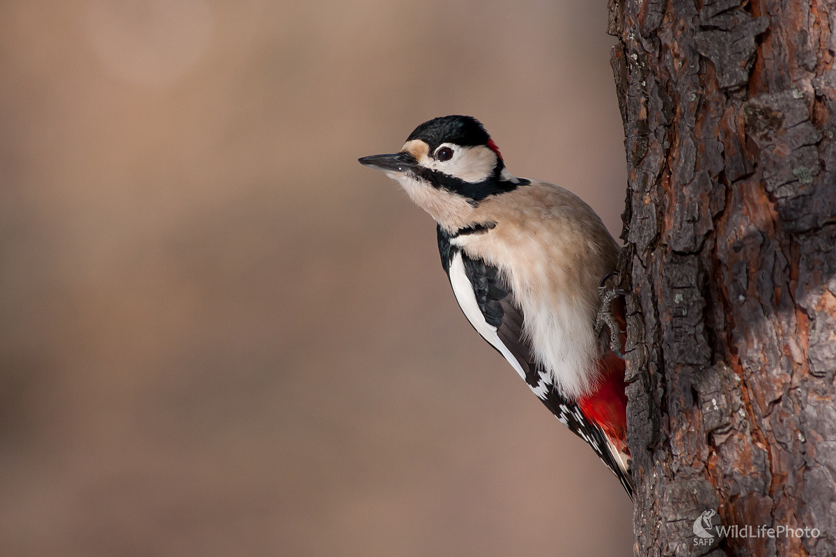 Klasika- ďateľ (Ladislav Dzivjak)
