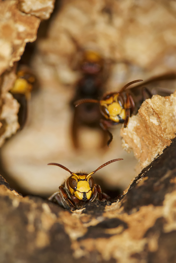 V strehu (Peter Fodor)