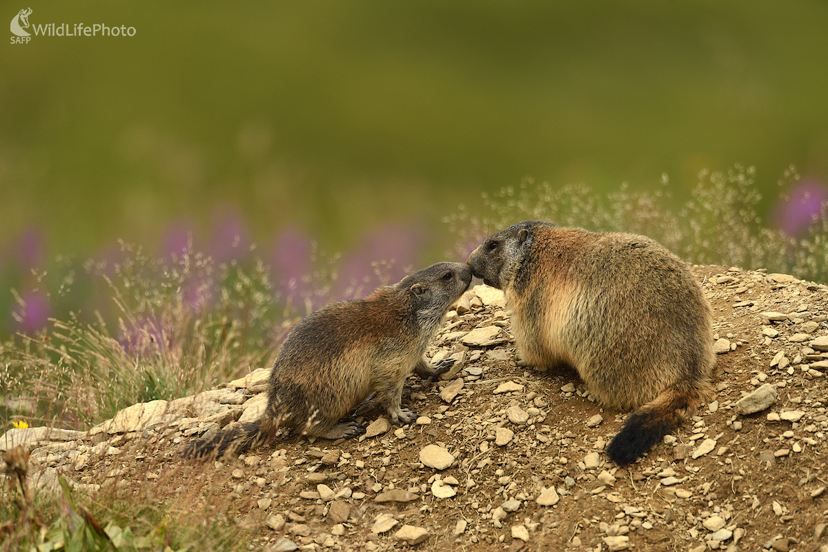 Neha... (Vladimír Sabo)