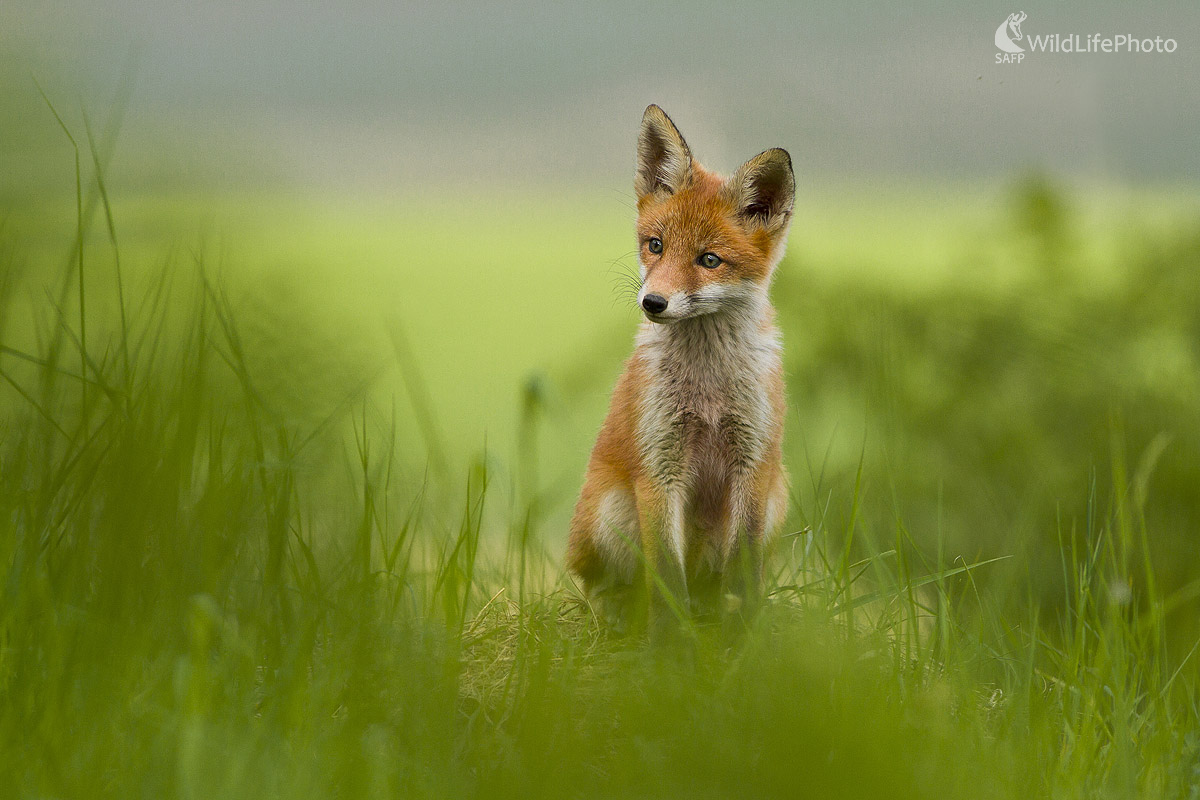 Líšča (Ivan Godál)