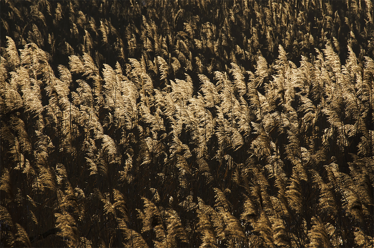 V žiare slnka (Peter Fodor)