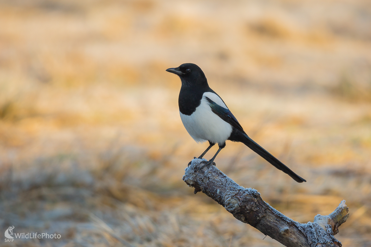 Straka obyčajná (Pica pica)  (Jaroslav Praženka)