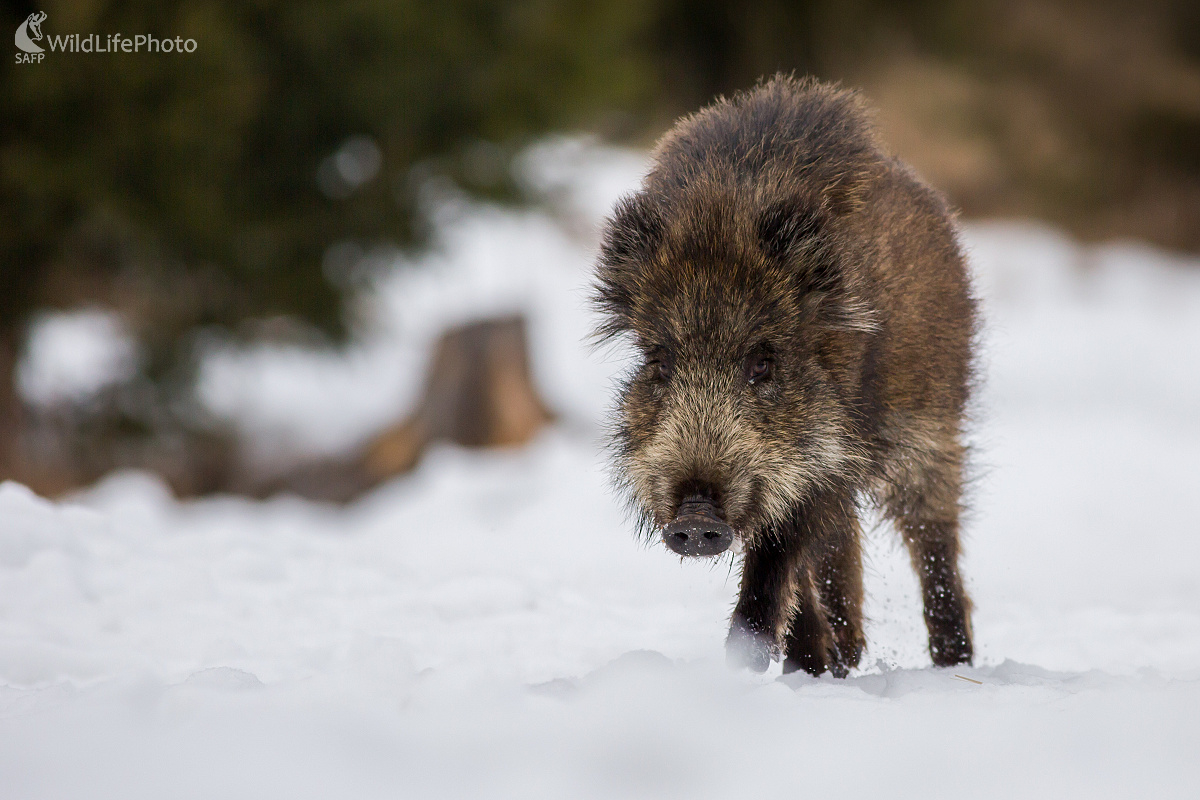 Odvážne prasiatko (Ladislav Dzivjak)