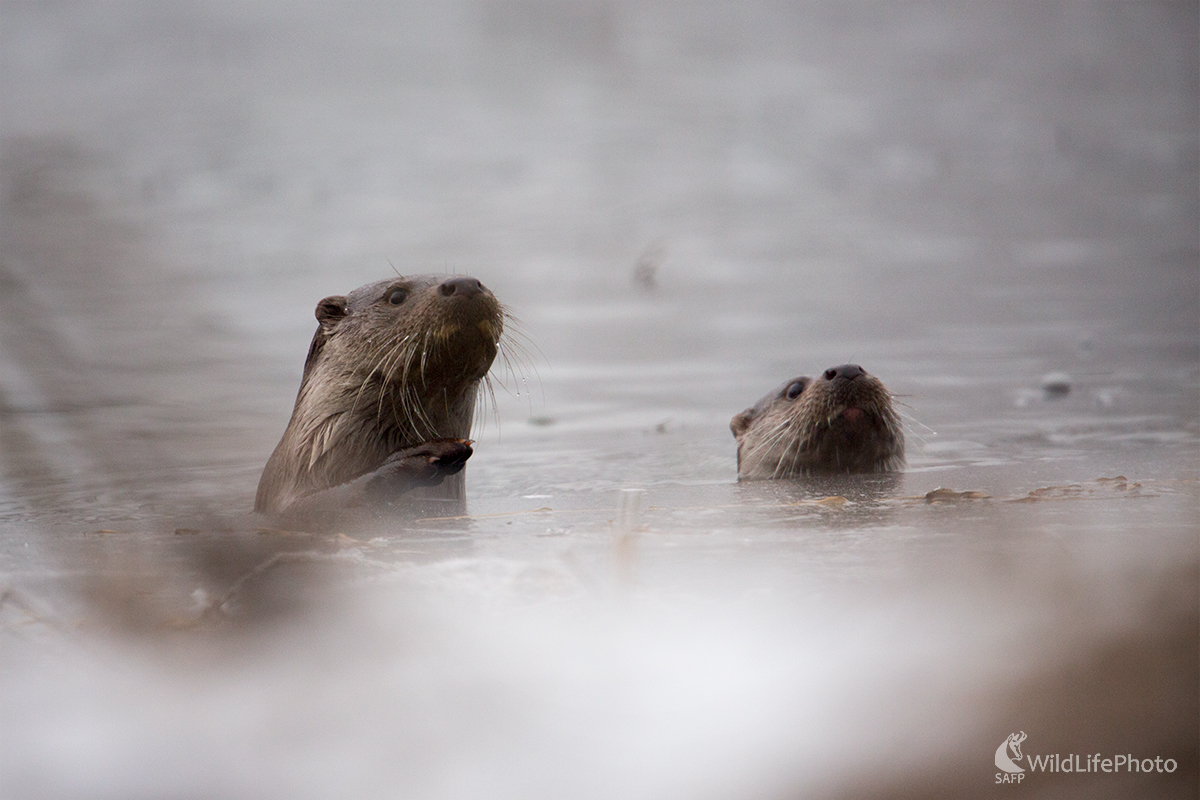 Aha tam je ! (Michal Lučanský)