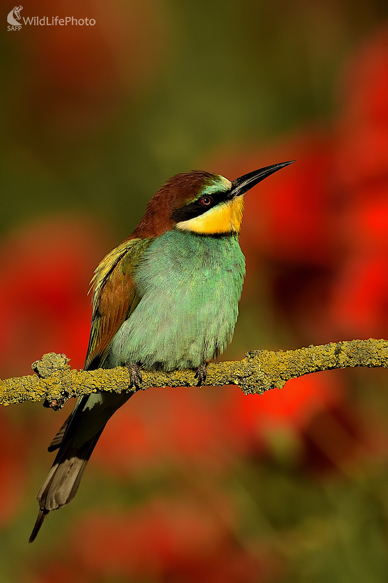 V  slnečnom objatí... (Vladimír Sabo)