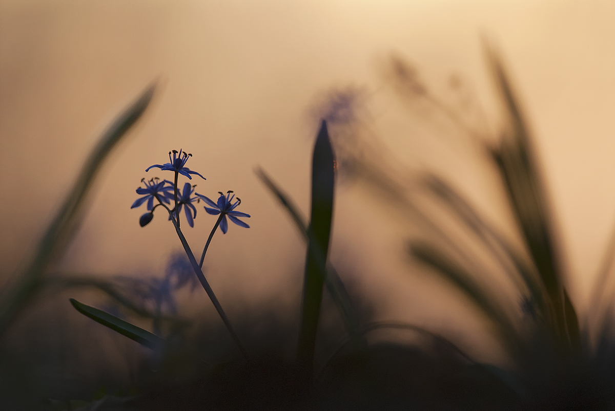 Prebúdzanie (Peter Fodor)