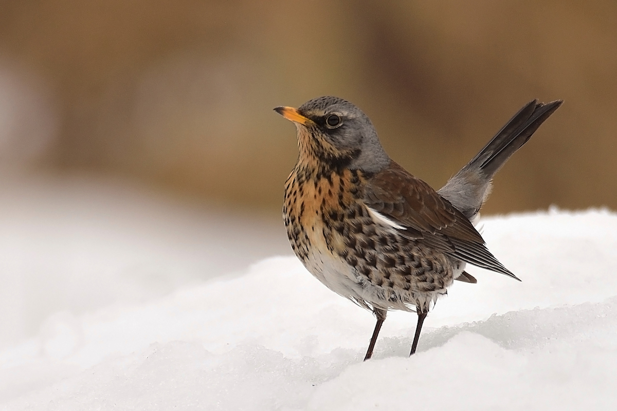 Drozd čvíkotavý  /Tardus pilaris/ (Vladimír Sabo)