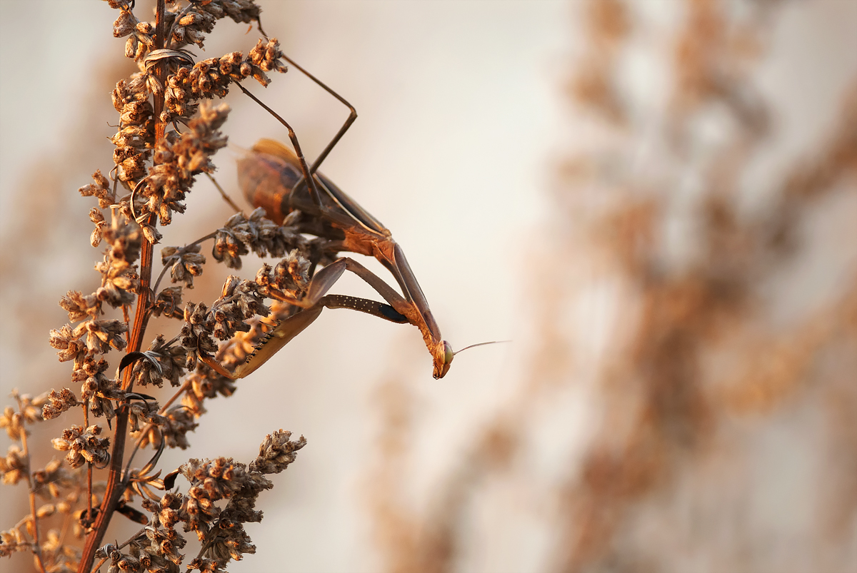 Modlivka  (Peter Fodor)