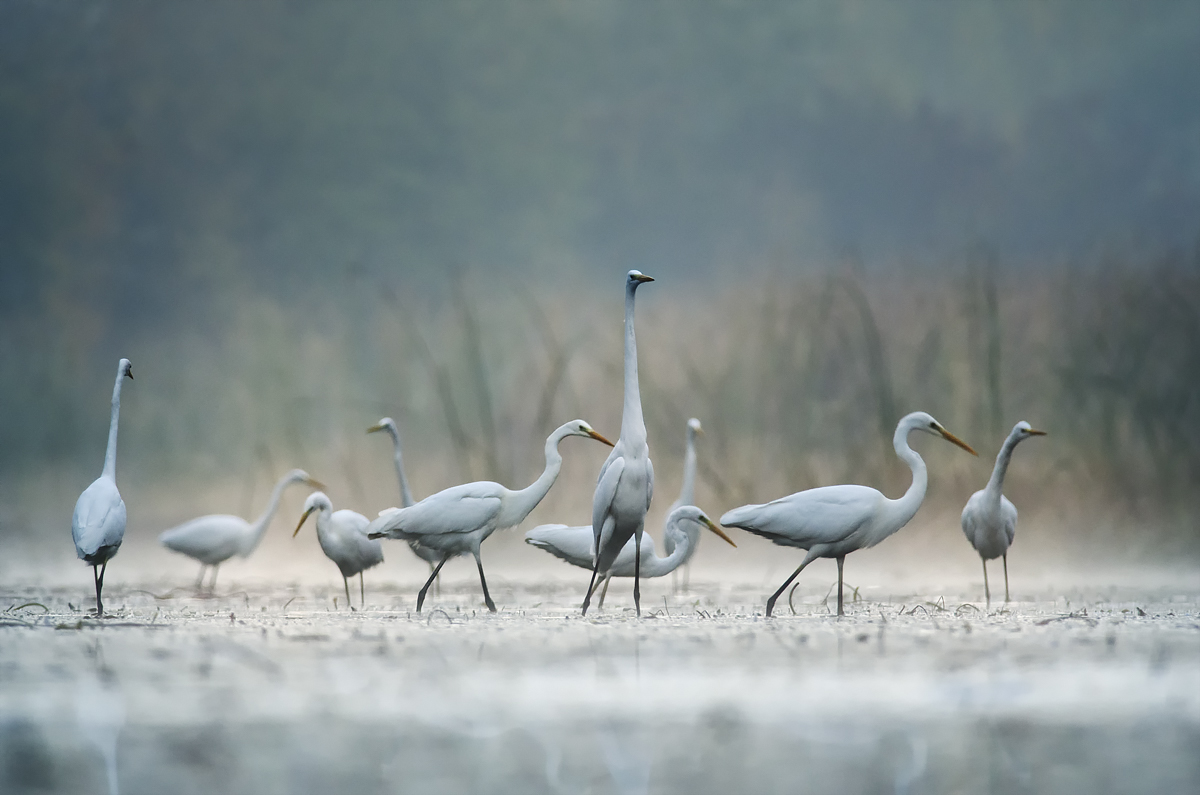Ranný lov (Peter Fodor)