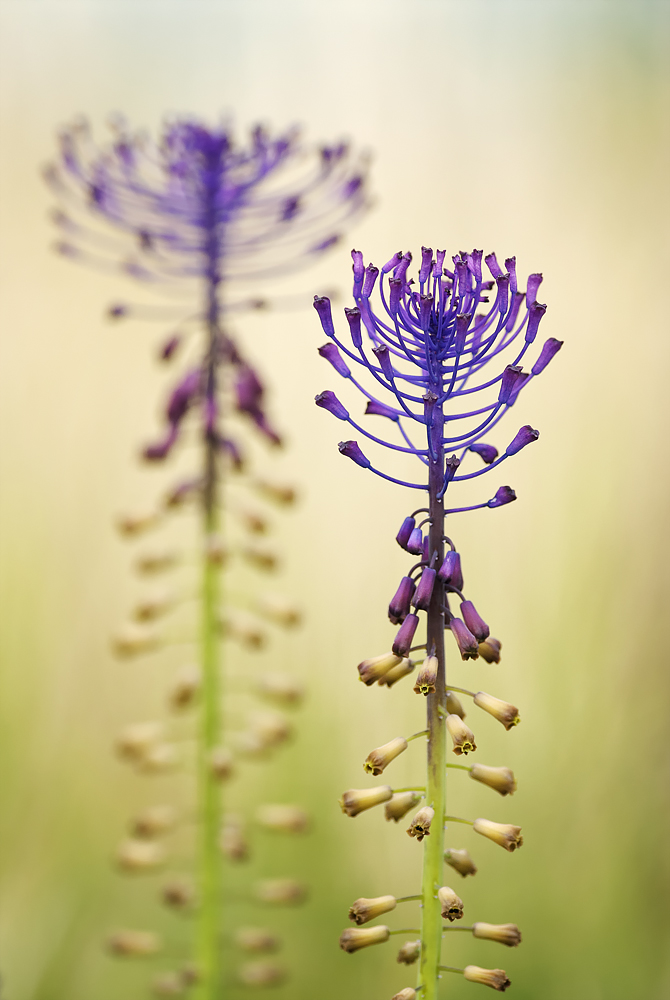 Leopoldia chochlatá (Peter Fodor)