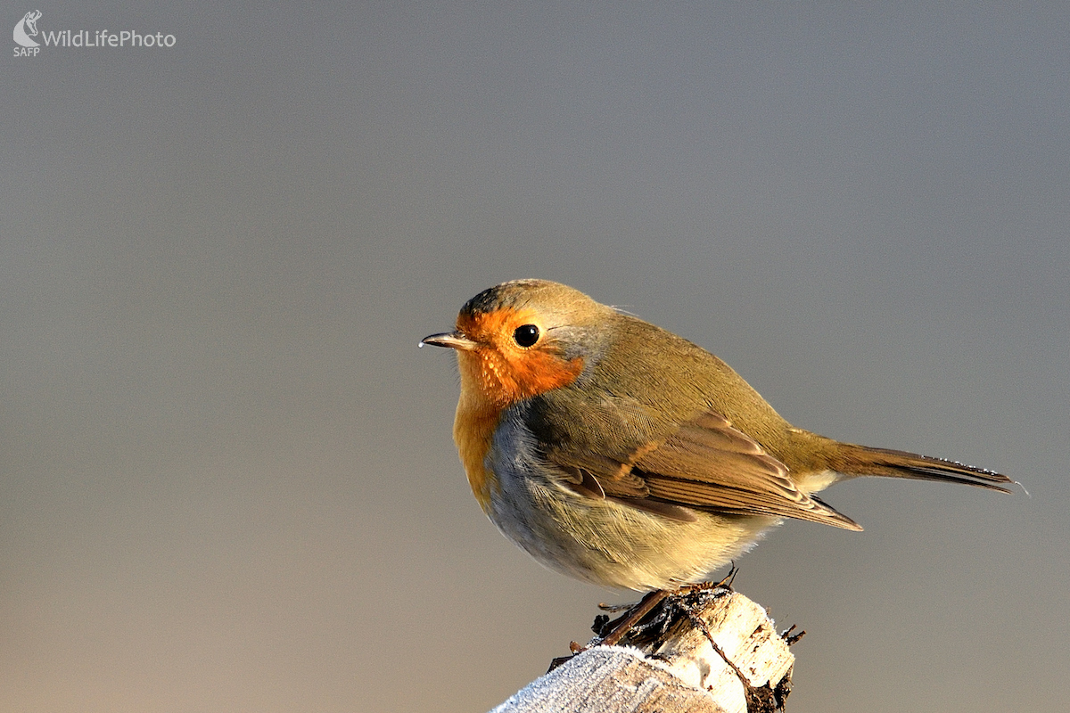 Mrazivá... (Vladimír Sabo)