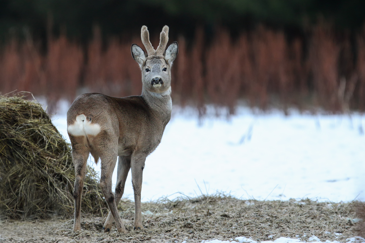 Srnec lesný (Michal Stoklasa)