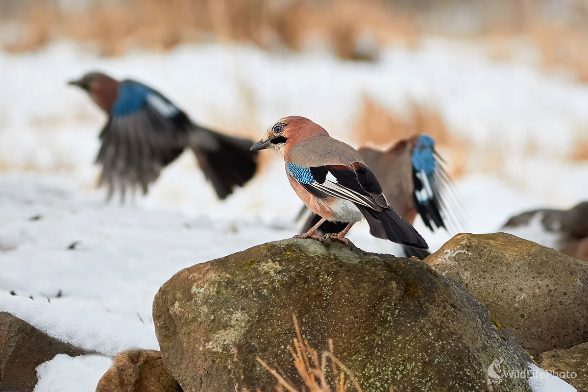 Airport Sojkovo (Ivan Teplan)