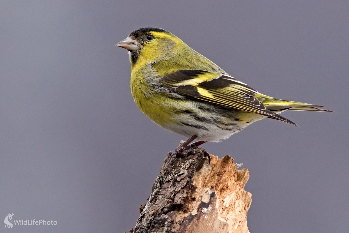 Stehlík čížavý (Maroš Detko)