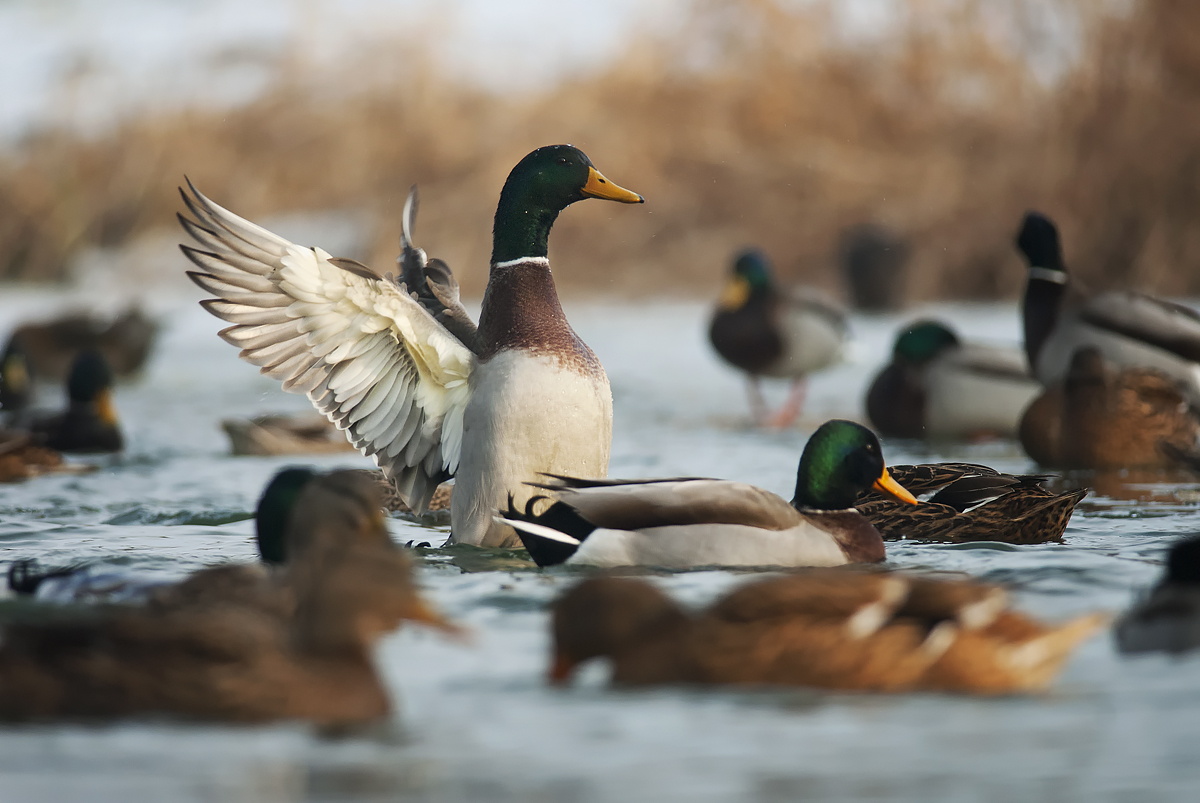Káčer (Peter Fodor)