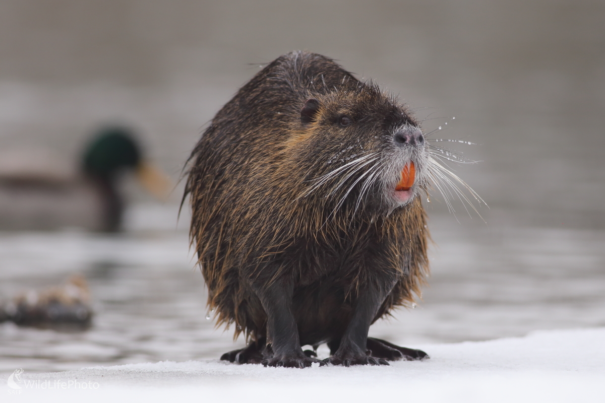Zamrznutý fúz (Jaroslav Šubjak)