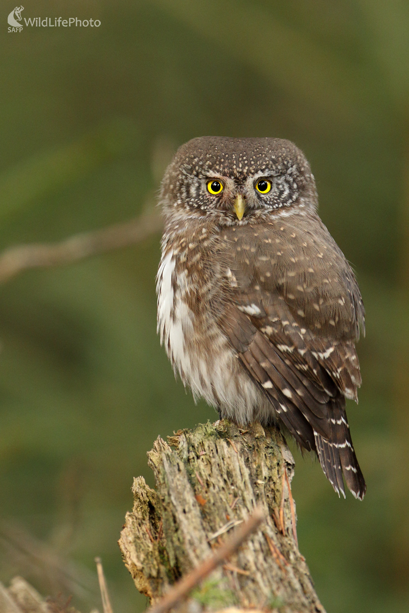 Kuvičok (Michal Stoklasa)