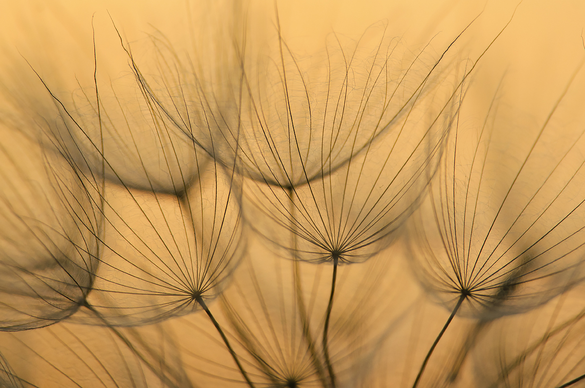 Kozobrada (Peter Fodor)