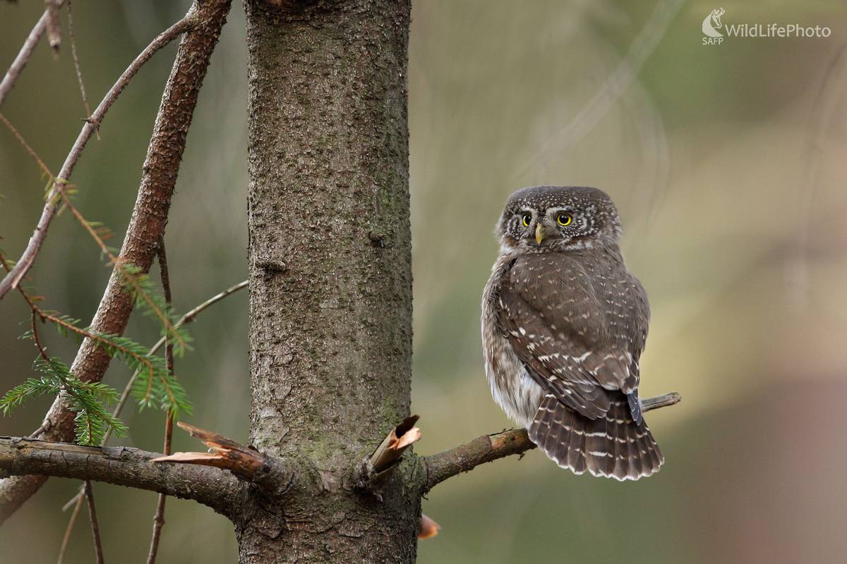 Kuvičok (Michal Stoklasa)