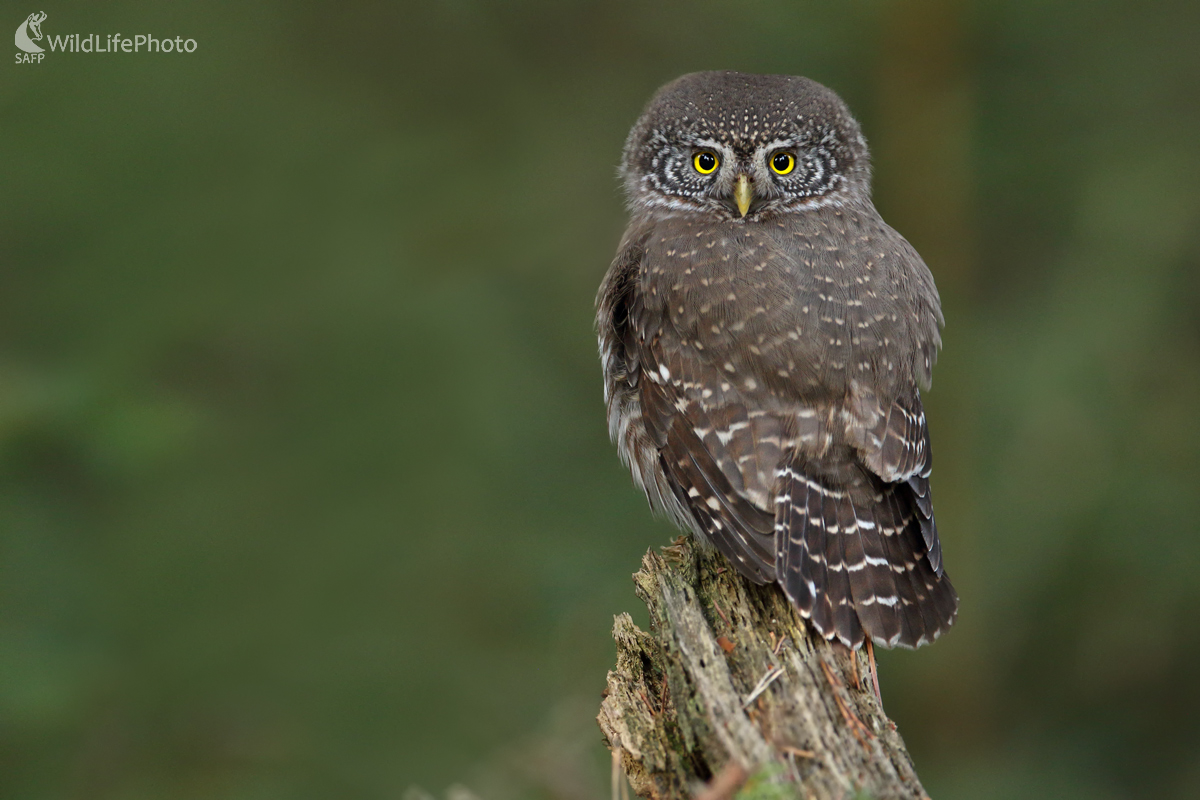 Nasrdený (Michal Stoklasa)