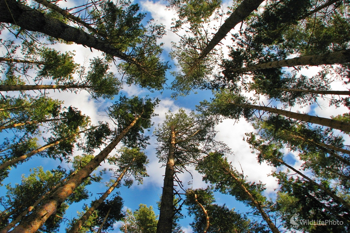 V sosnovom lese (Michal Žec)