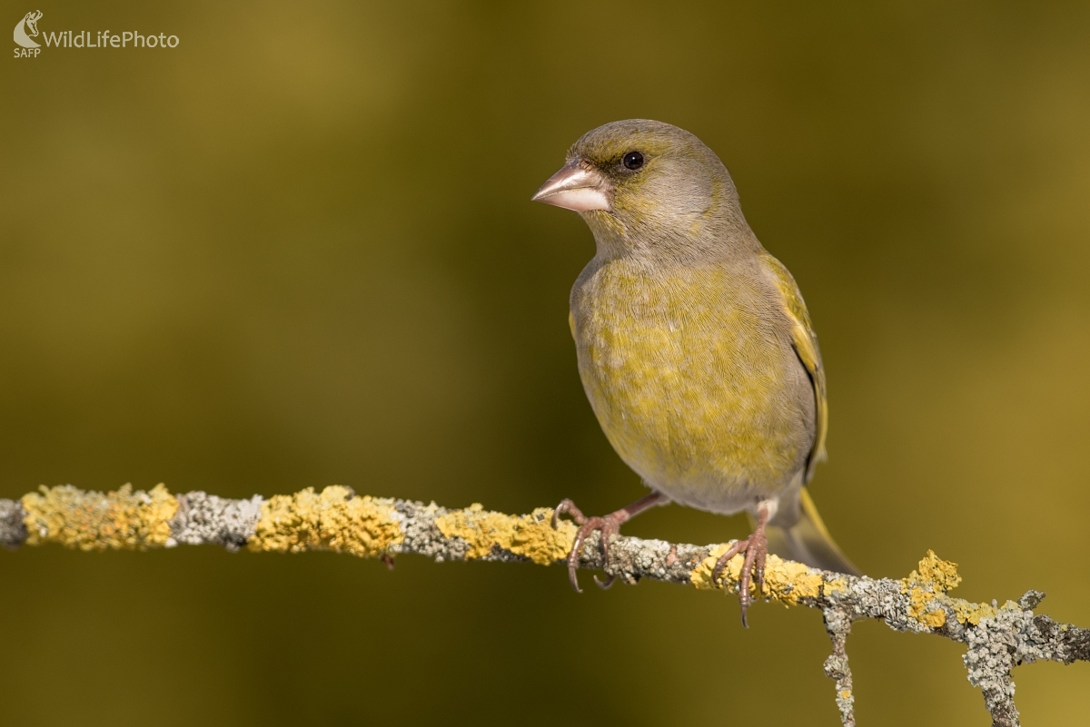 Zelienka (Ľubomír Ondráško)