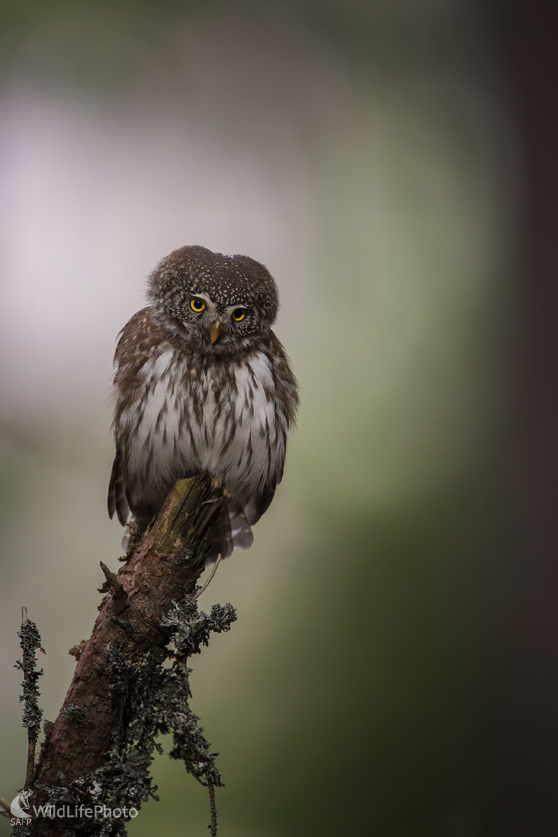 Kuvičok vrabčí(Glaucidium passerinum) (Michal Lučanský)