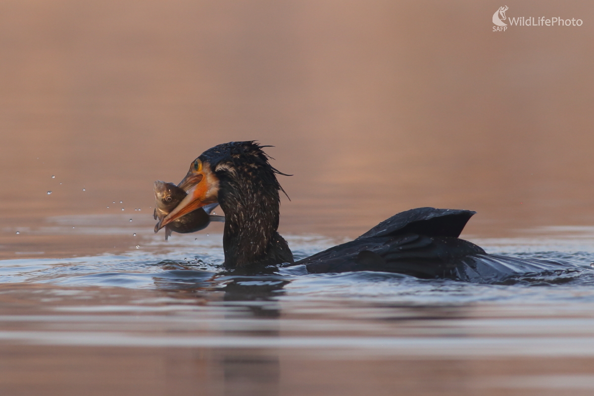 Chutné raňajky (Jaroslav Šubjak)