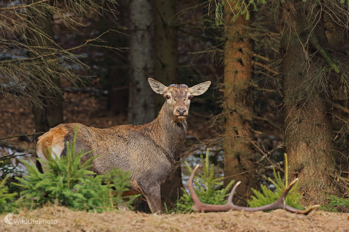 Pohľad  na minulosť. (Peter Jurík)