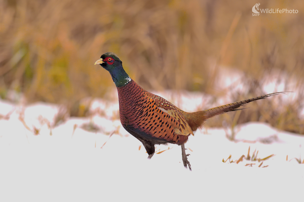Zimné impresie (Vladimír Sabo)