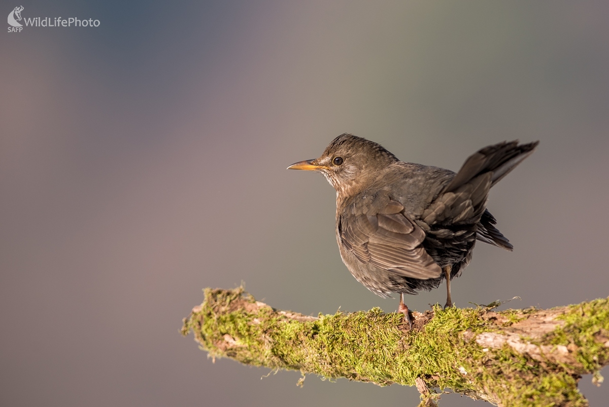 Pani Drozdová (Ľubomír Ondráško)
