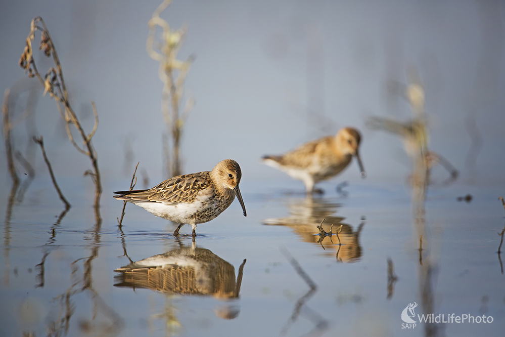Pobrežník čiernozobý (Calidris alpina) (Michal Lučanský)