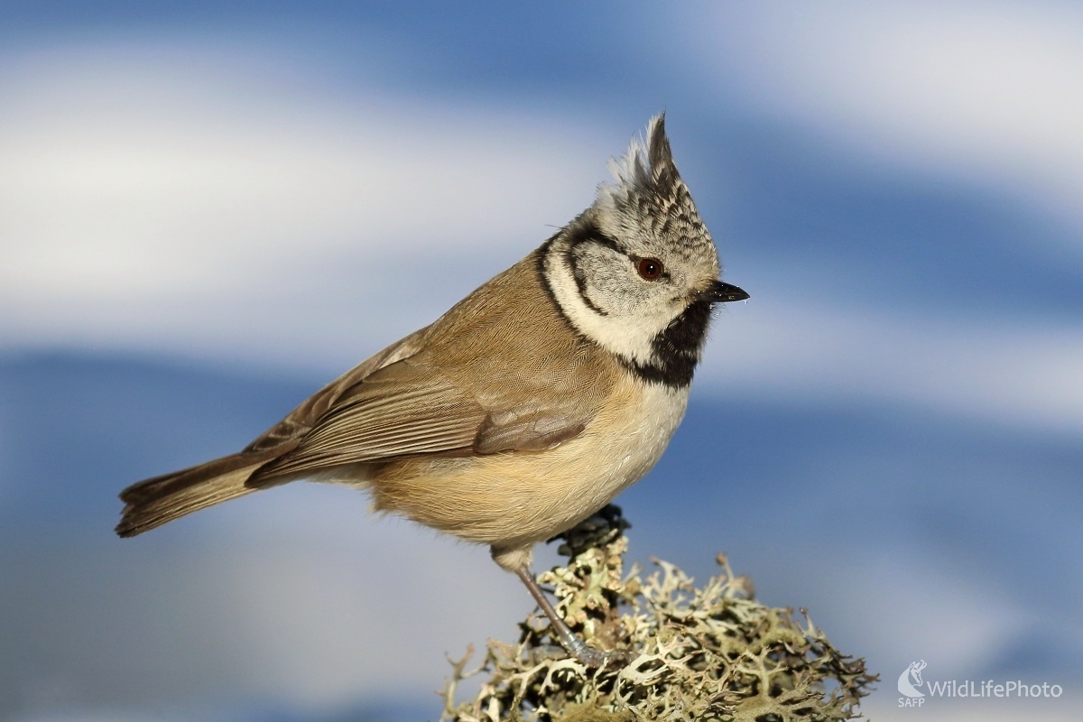 Sýkorka chochlatá (Vladimír Michalec)