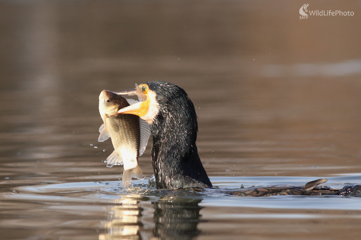 Nenásytný (Jaroslav Šubjak)