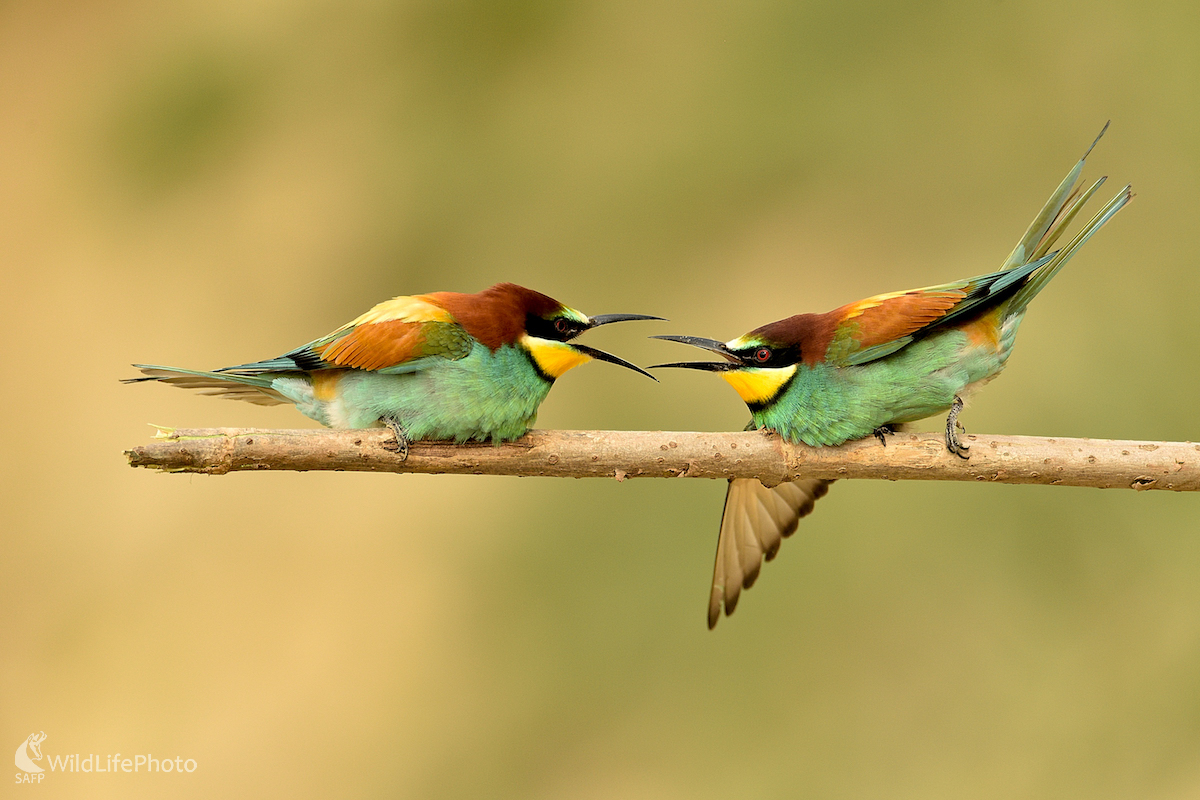 Námluvy... (Vladimír Sabo)