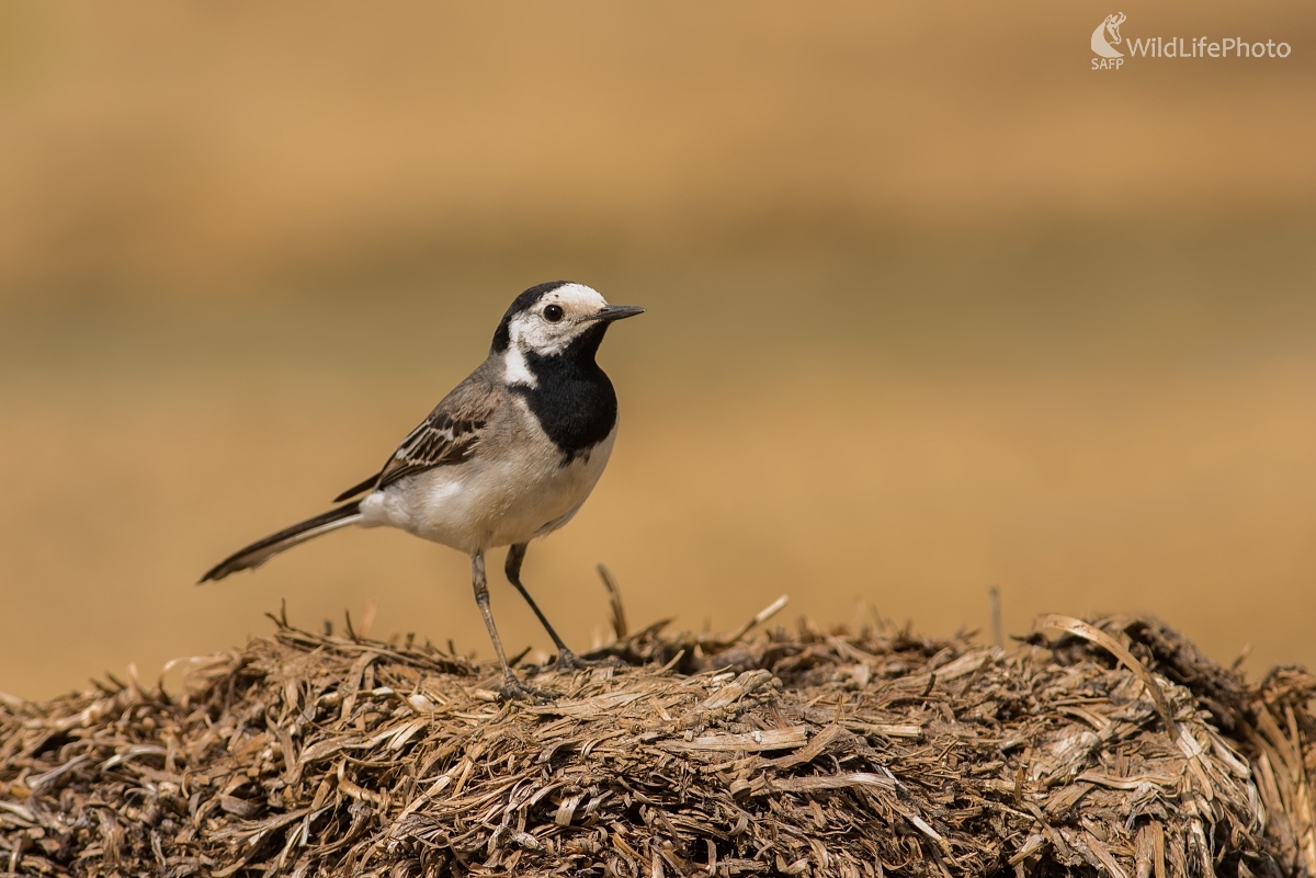Trasochvost (Ľubomír Ondráško)