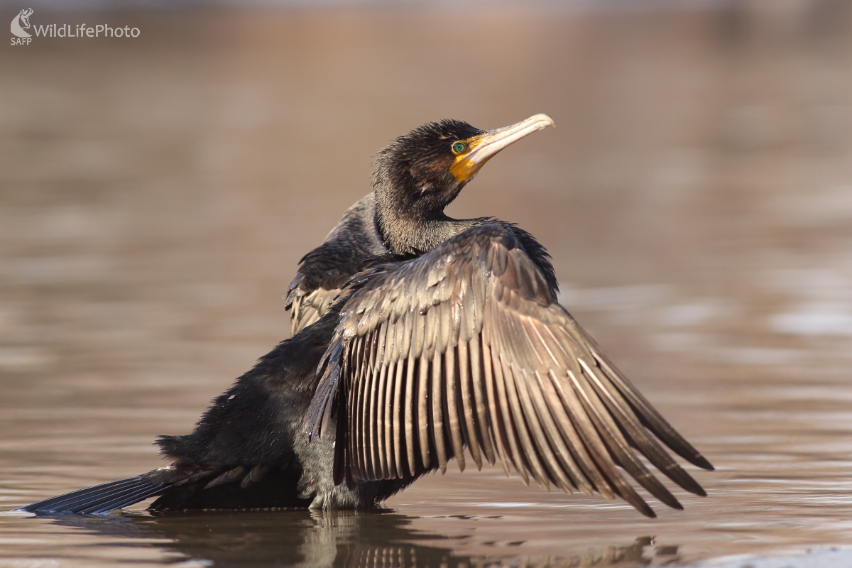 Po love (Jaroslav Šubjak)