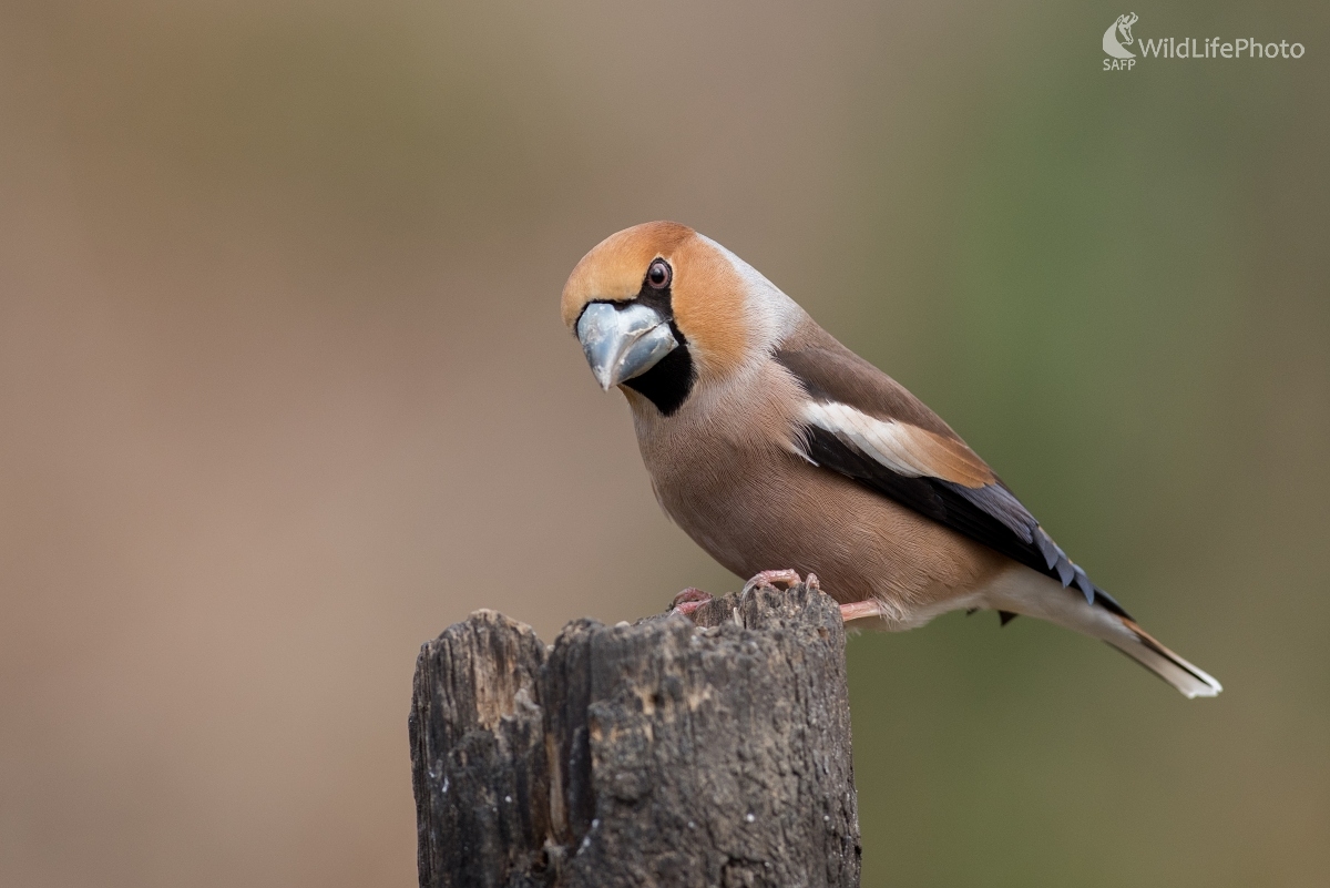 Tuko (Ľubomír Ondráško)