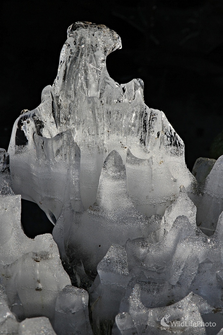 Ľadová orlica (Maroš Detko)