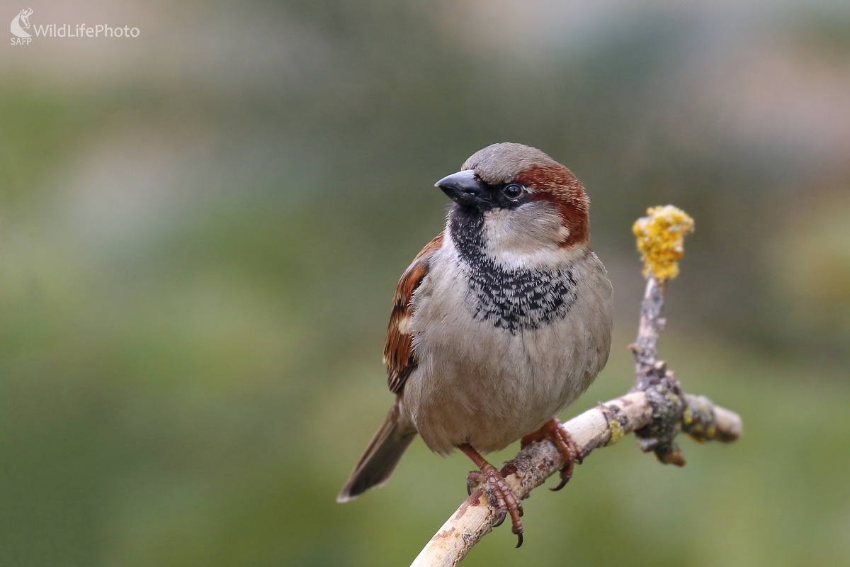 Vrabčiak (Vladimír Michalec)