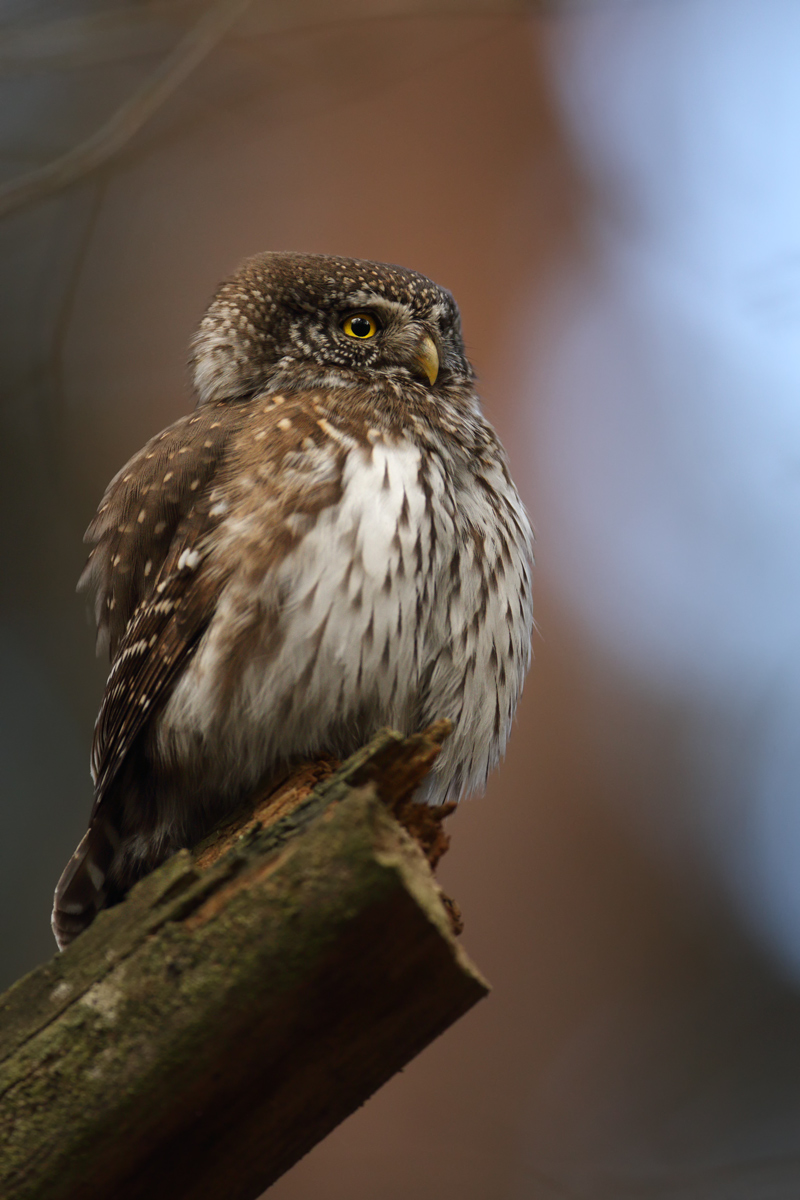 Rudo (Michal Stoklasa)