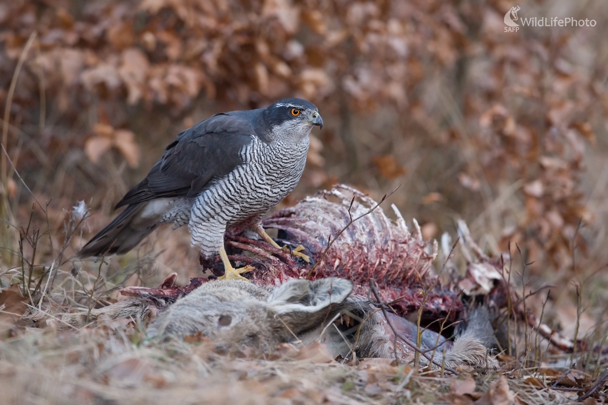 ..na nešťastí iného... (František Hromada)