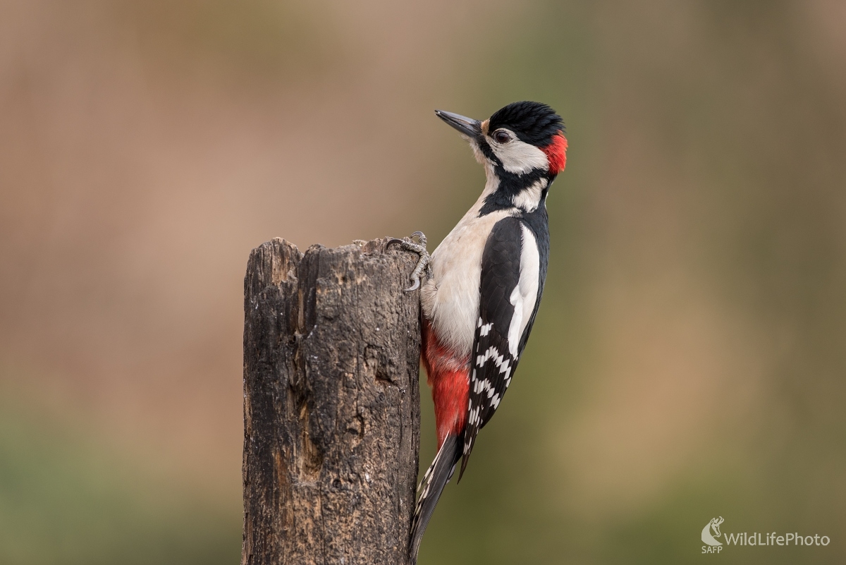 Zježený (Ľubomír Ondráško)