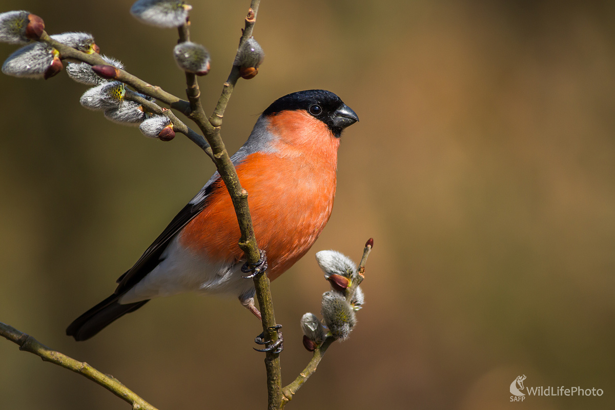 Nenápadné stopy jari (Ladislav Dzivjak)