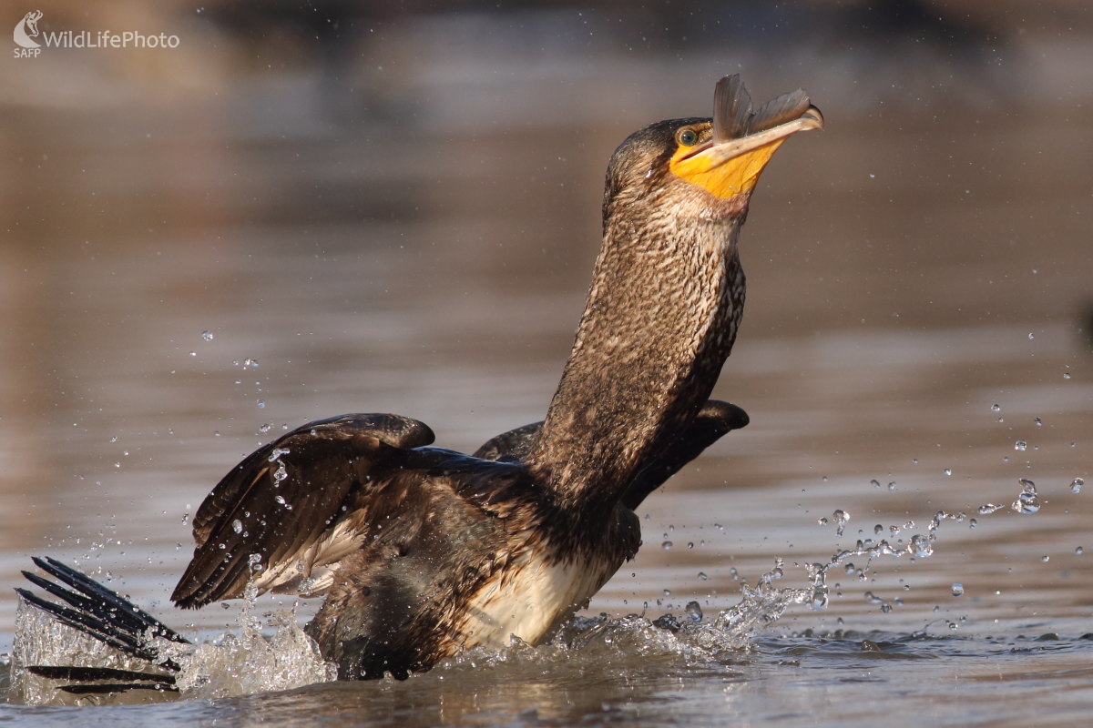 Ťažký rozlet... (Jaroslav Šubjak)